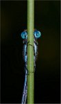 349 - COMMON BLUE DAMSELFLY - O'NEILL NORMAN - united kingdom